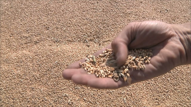 фермер рассматривает  пшеницу