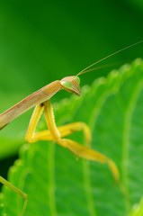 振り向くカマキリ