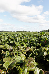 Beet field.