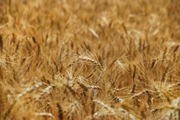 Cereales, trigo, cosecha