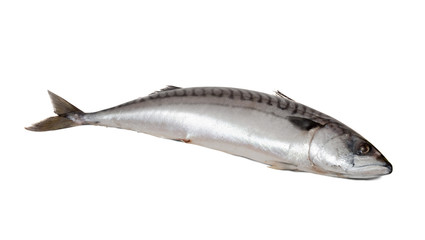 Single fresh mackerel fish