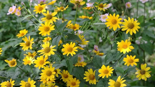 Yellow rudbeckia flowers in the garden on wind