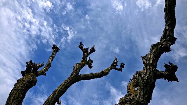 Branches_under_the_sky