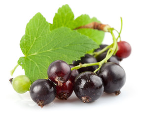 currant berries with green