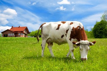 Fototapeta na wymiar Cow in the meadow and new house