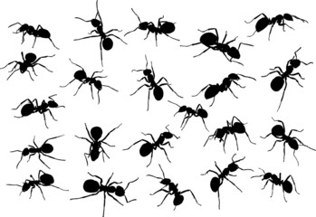 twenty two ant silhouettes