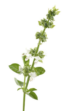 Basilic en fleurs