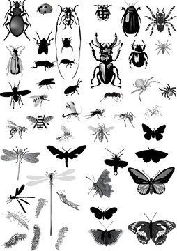 set of isolated gray insects