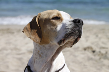 Hund am Strand