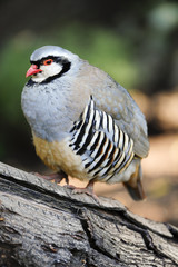 Alpensteinhuhn