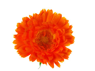 Blossom of Pot Marigold, Calendula officinalis