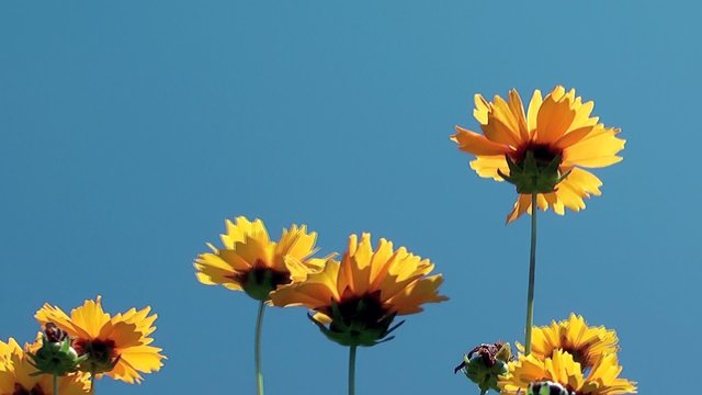 blumen wehen im wind