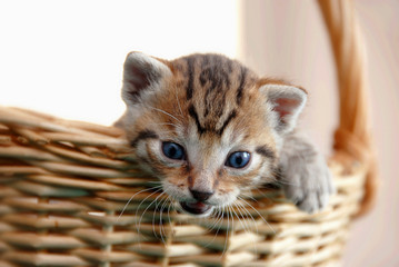 Fototapeta na wymiar Adorable kitty in basket