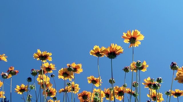 blumen