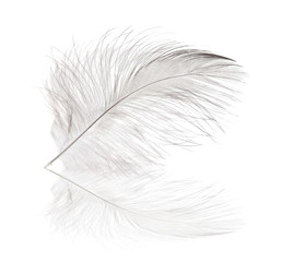 light single feather and reflection