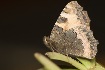 Aglais urticae
