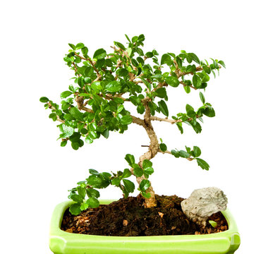 fukien tea bonsai