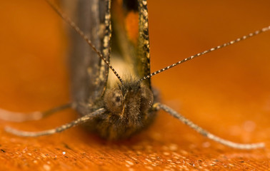 Aglais urticae