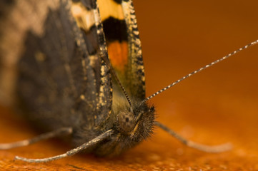 Aglais urticae