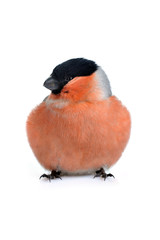 eurasian bullfinch