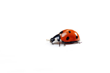 Ladybug