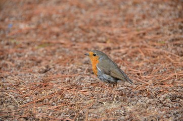 Rouge-gorge