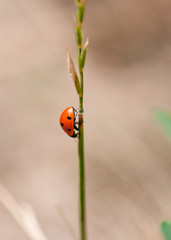Coccinellidae on the grass