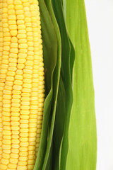 Fresh corn with green leaves