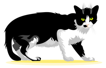 Black and white cat