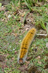 Chenille