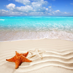 Fototapeta na wymiar caribbean tropikalnej plaży biały piasek powłoki rozgwiazda