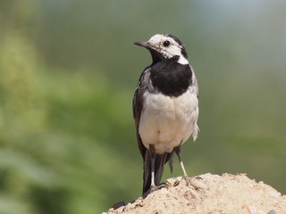 White Wagtail, Motacilla alba