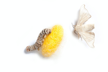butterfly silkworm cocoon silk worm three stages
