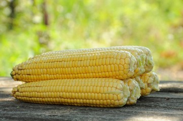 Fresh corn  on the table