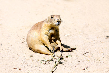 tired marmot