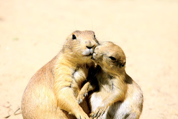 kissing marmots
