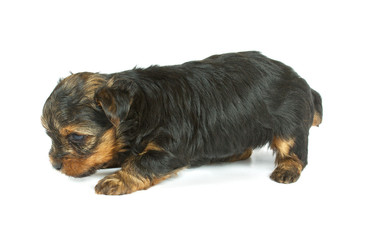 Cute pretty Yorkshire terrier puppy dog sitting. isolated