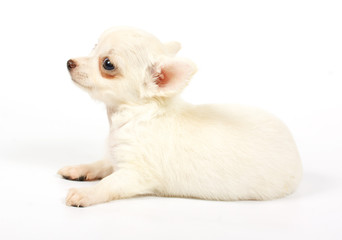 Fototapeta premium small chihuahua puppy