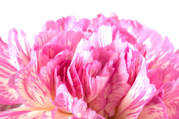 Beautiful pink carnation