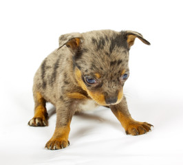 small chihuahua puppy