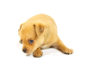 small chihuahua puppy