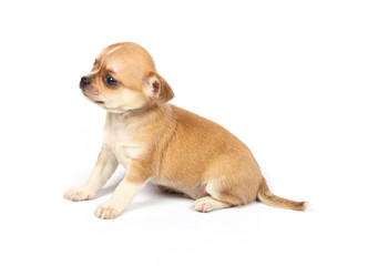 small chihuahua puppy