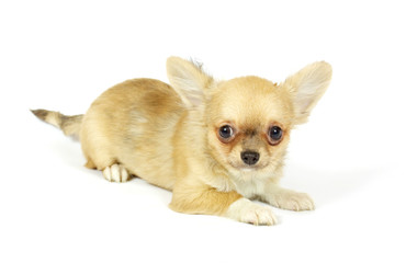 Obraz premium small chihuahua puppy