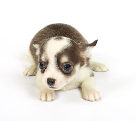 small chihuahua puppy