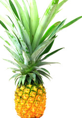 Pineapple isolate