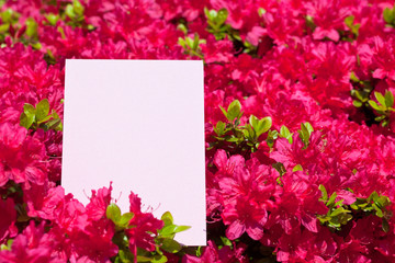 Obraz premium letter[azalea]_07