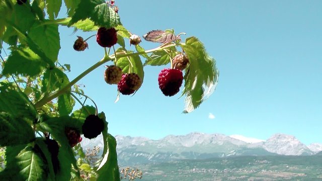 himbeeren