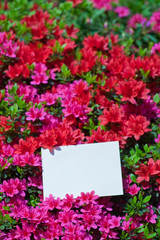 letter[azalea]_49