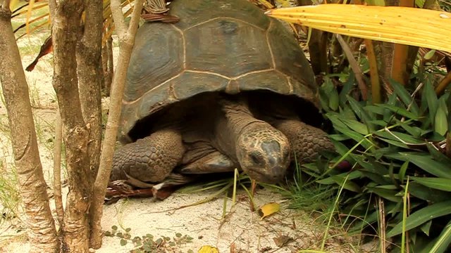 seychelle denis island tartaruga gigante