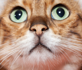 Extreme close up of cat's nose and mouth